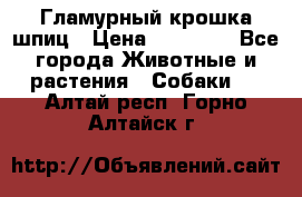 Гламурный крошка шпиц › Цена ­ 30 000 - Все города Животные и растения » Собаки   . Алтай респ.,Горно-Алтайск г.